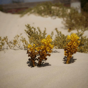 Boa Vista Waterweek mit SIREN SUPsurfing 2026