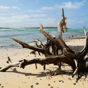 Boa Vista Waterweek mit SIREN SUPsurfing 2026